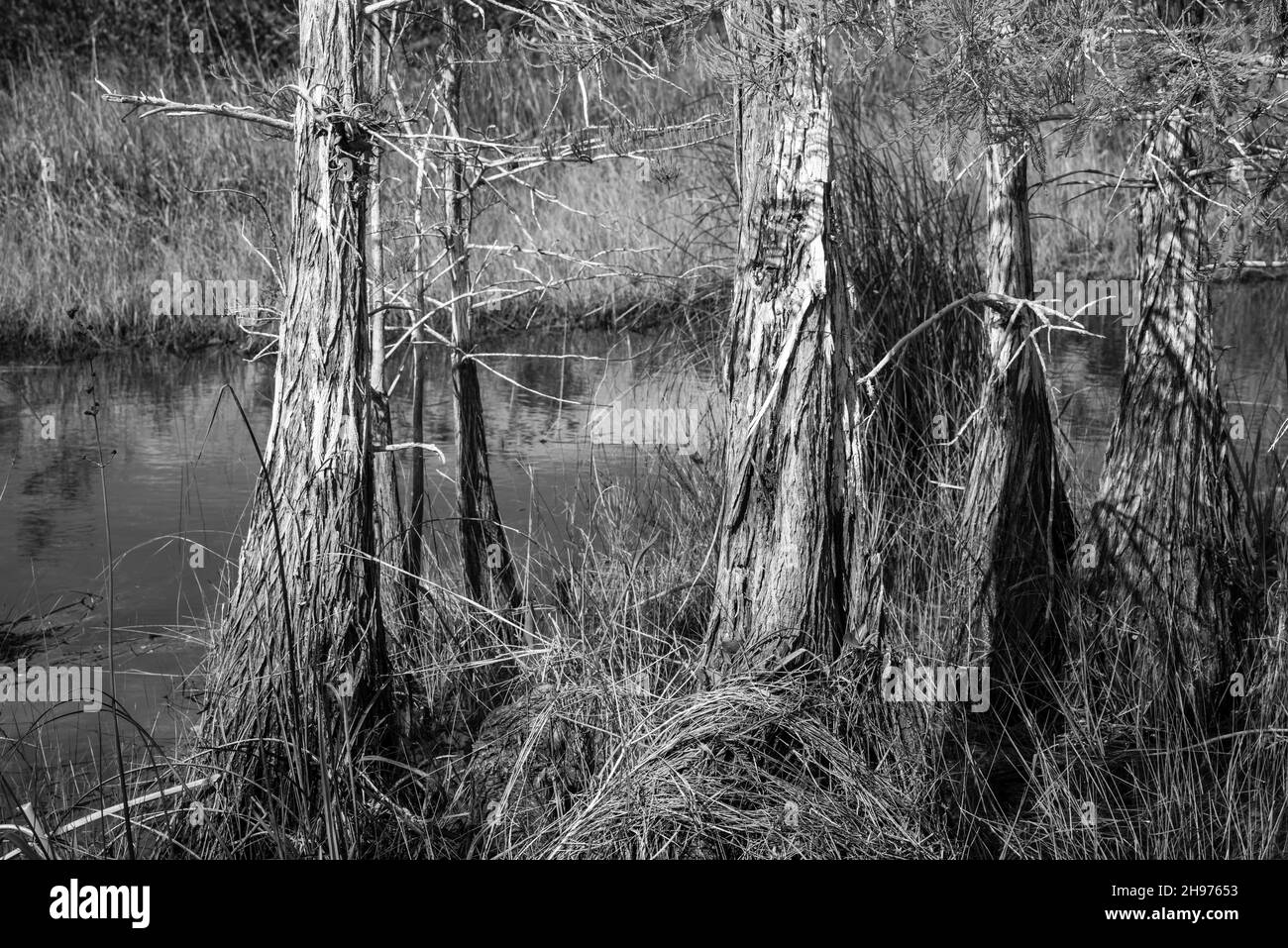 Swamp cypress trees stand in the swamp; Pa-Hay-Okee Lookout Tower area, Everglades National Park, Homestead, Florida, USA. Stock Photo
