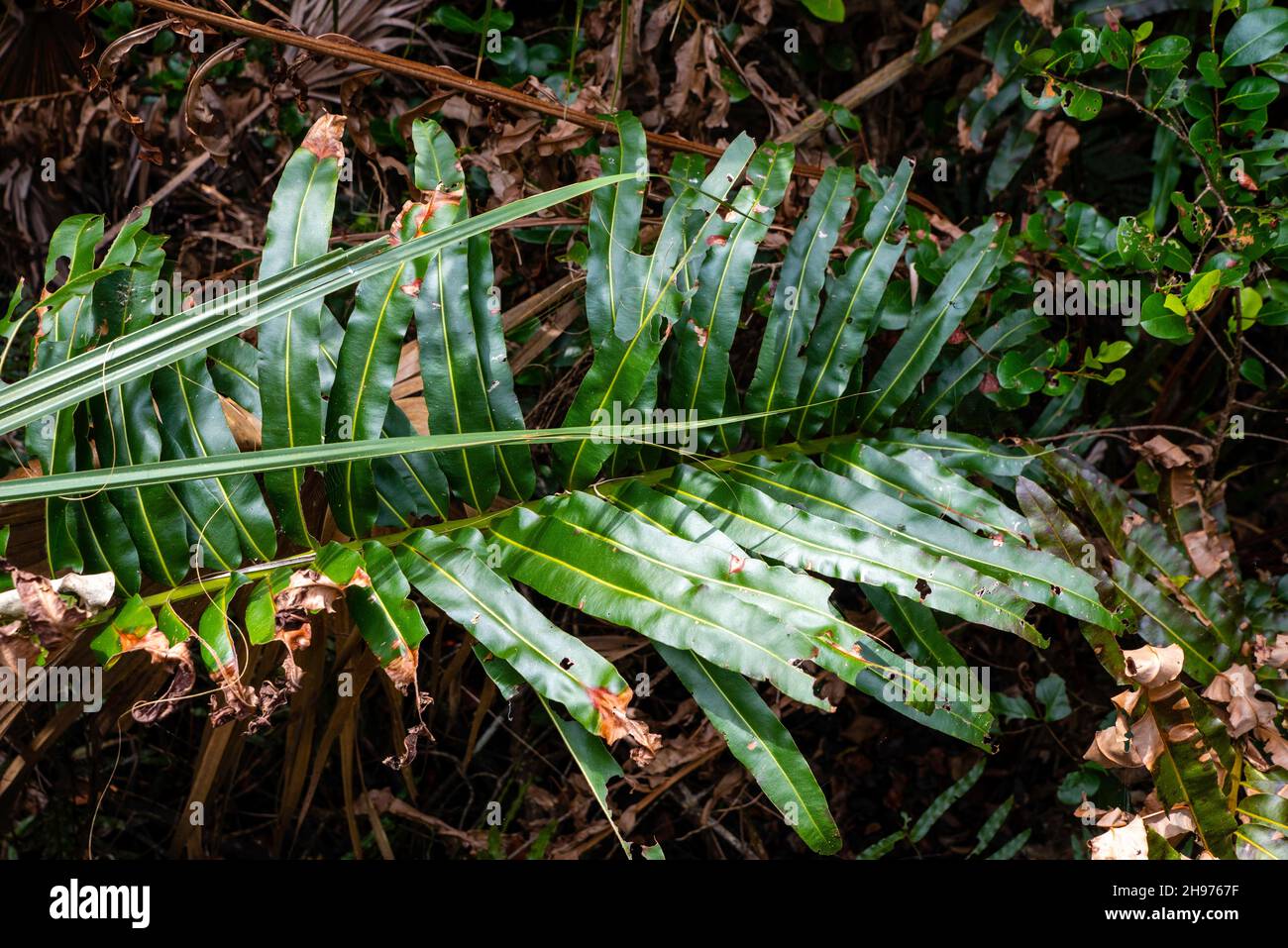 A fern layes in the swamp; PaHayOkee Lookout Tower area, Everglades National Park, Homestead