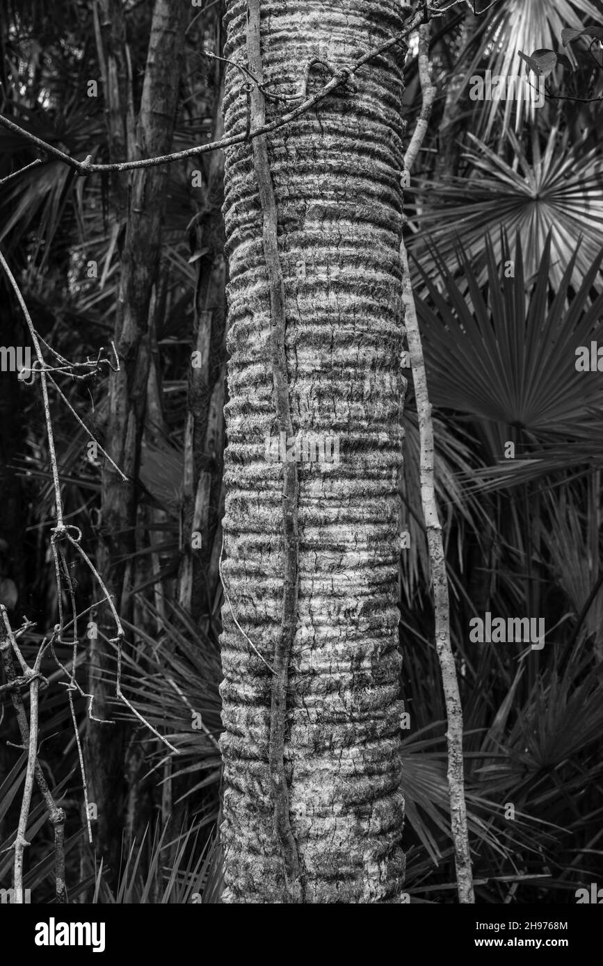 Hammock in the everglades Black and White Stock Photos & Images - Alamy