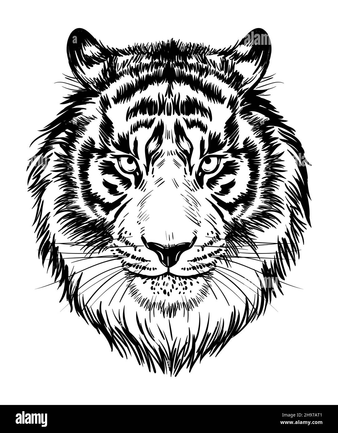 Angry tiger head silhouette, vector sketch illustration design 7980691  Vector Art at Vecteezy