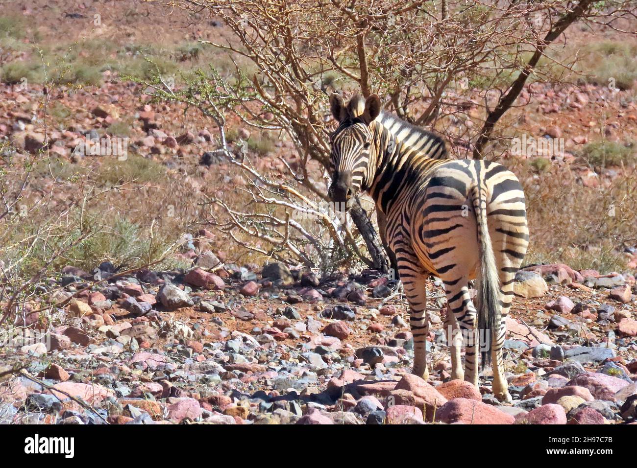 Plains Zebras (Equus quagga) in the dusty desert of the NamibRand Nature Reserve, Hardap Region, Namibia. Stock Photo