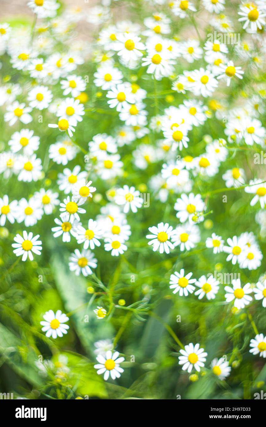 Chamomile pharmacy matricaria chamomilla hi-res stock photography and ...