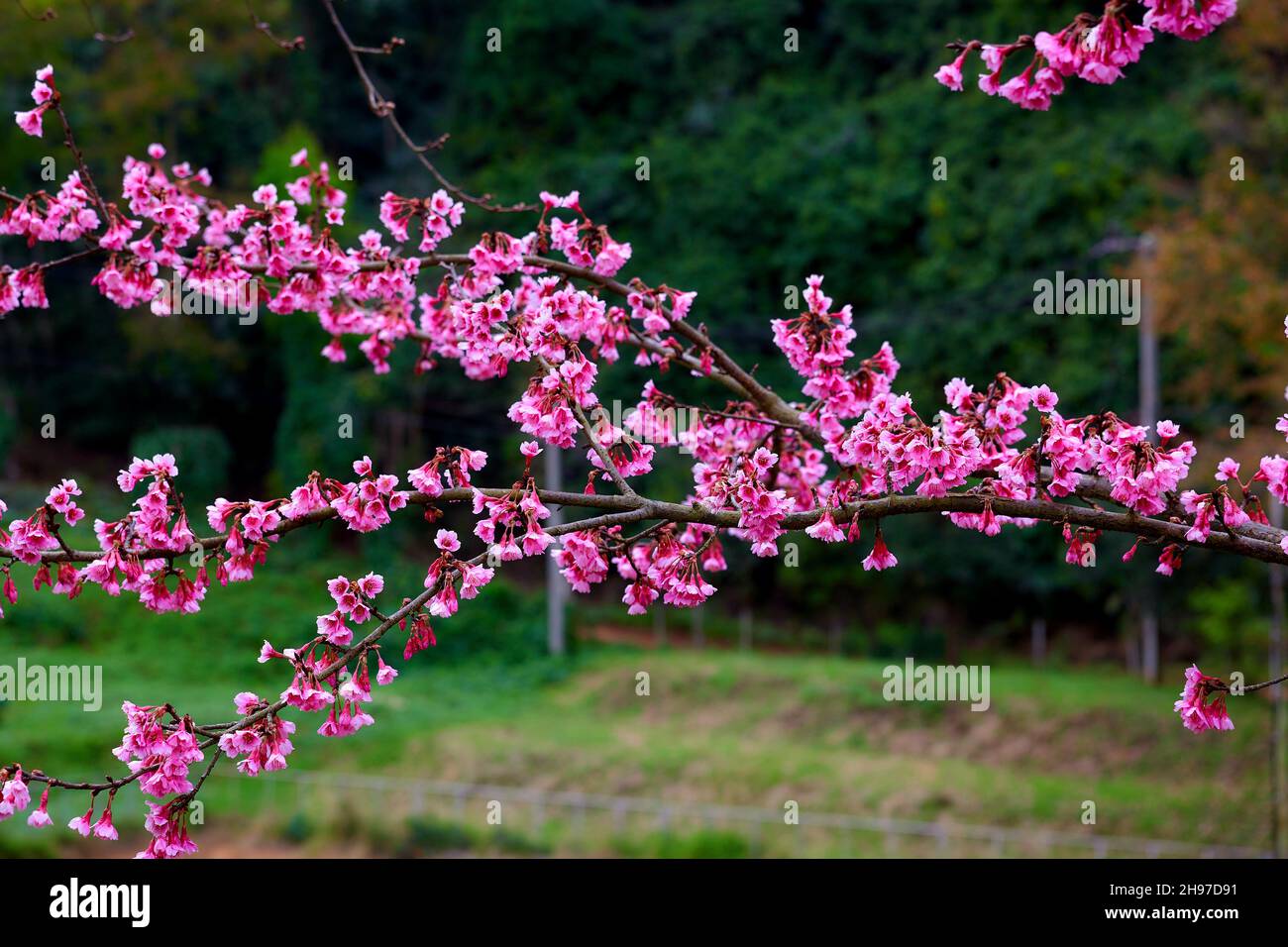 Pink cherry blossom flower blooming on tree branch Stock Photo - Alamy