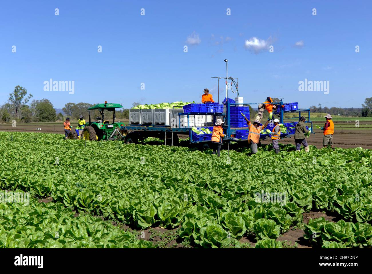 Harvesting Cos Lettuce on commercial salad farm near Wallaville Queensland Australia Stock Photo