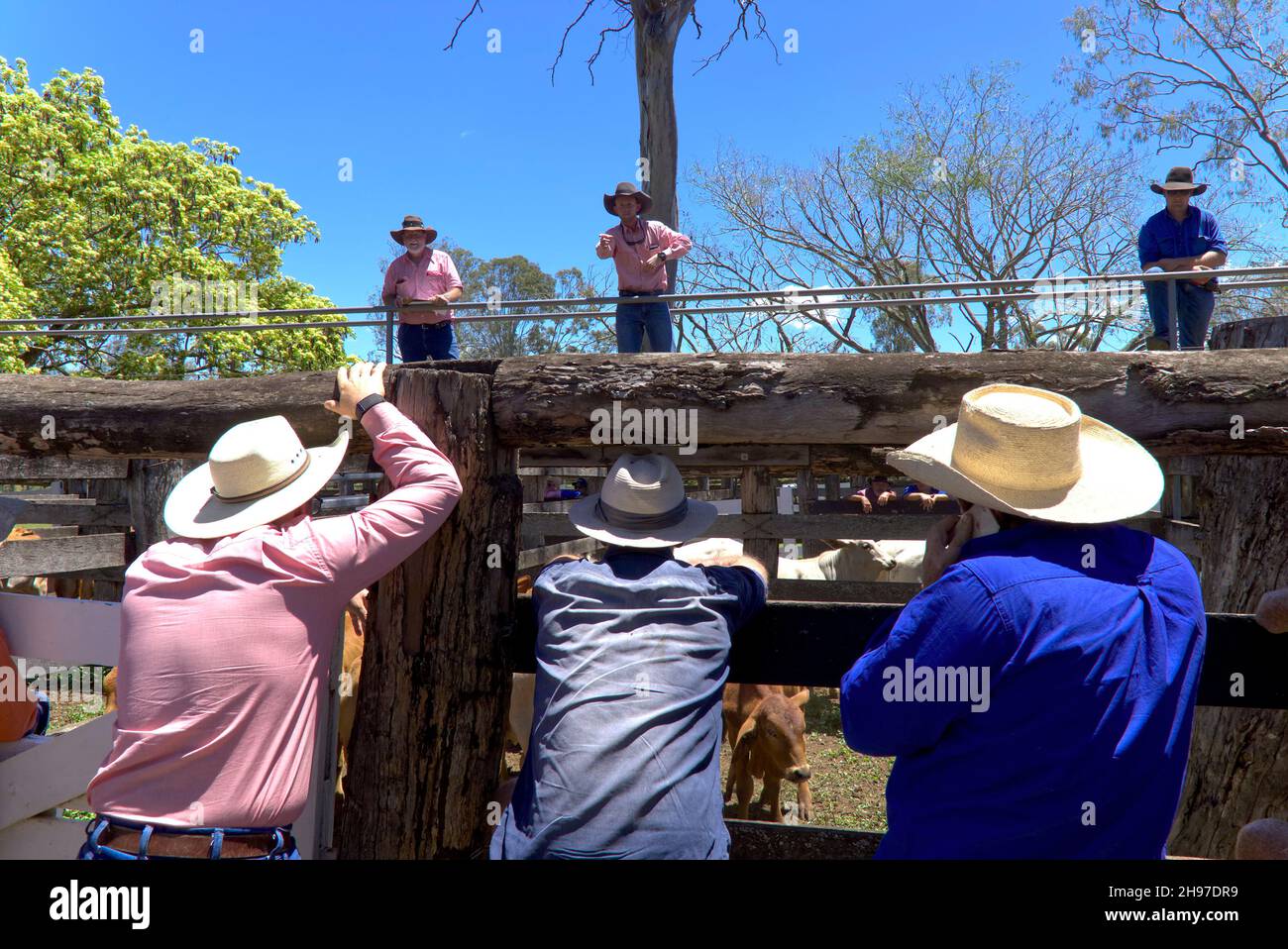 Monday cattle sales at Gin Gin Queensland Australia Stock Photo Alamy