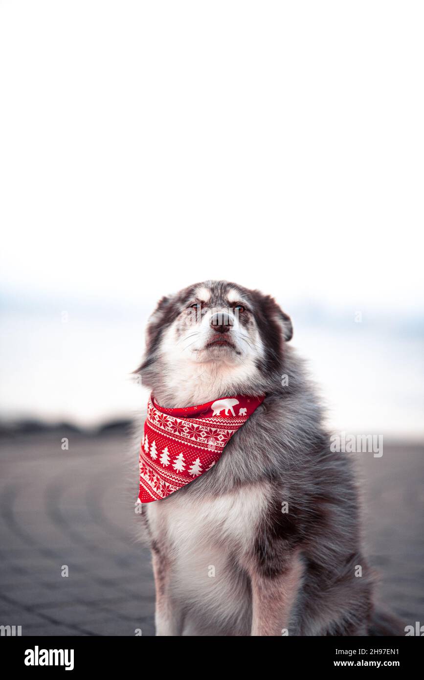 Husky Dog in a Bandana Stock Photo Alamy