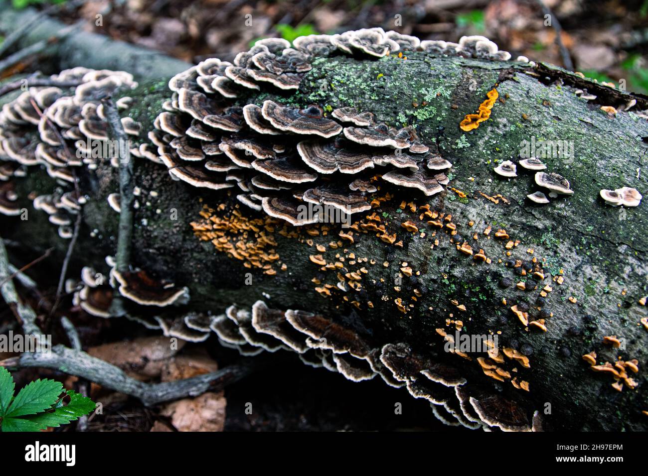 A selective focus shot of fungi growing on fallen tree bark Stock Photo ...