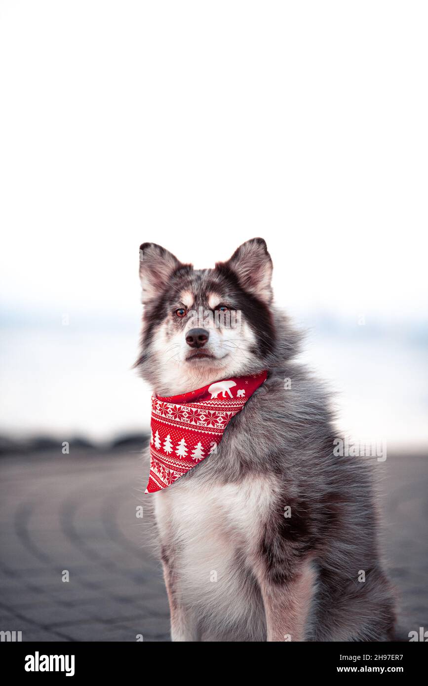 Husky Dog in a Bandana Stock Photo Alamy