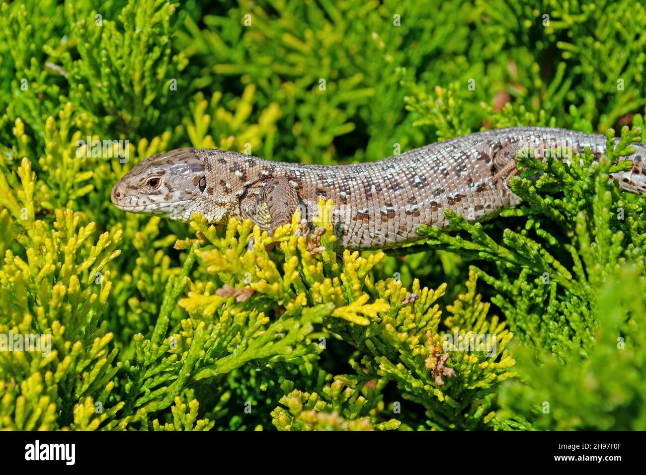 Sand lizard, Lacerta agilis, in a close up Stock Photo - Alamy