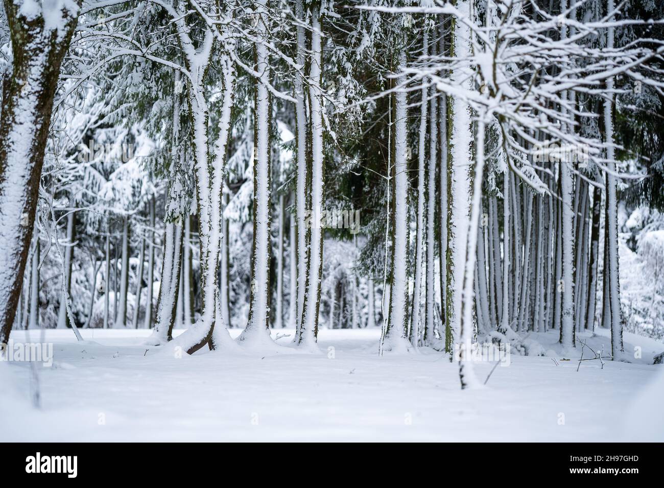 Winter background of trees and branches covered with snow Stock Photo ...