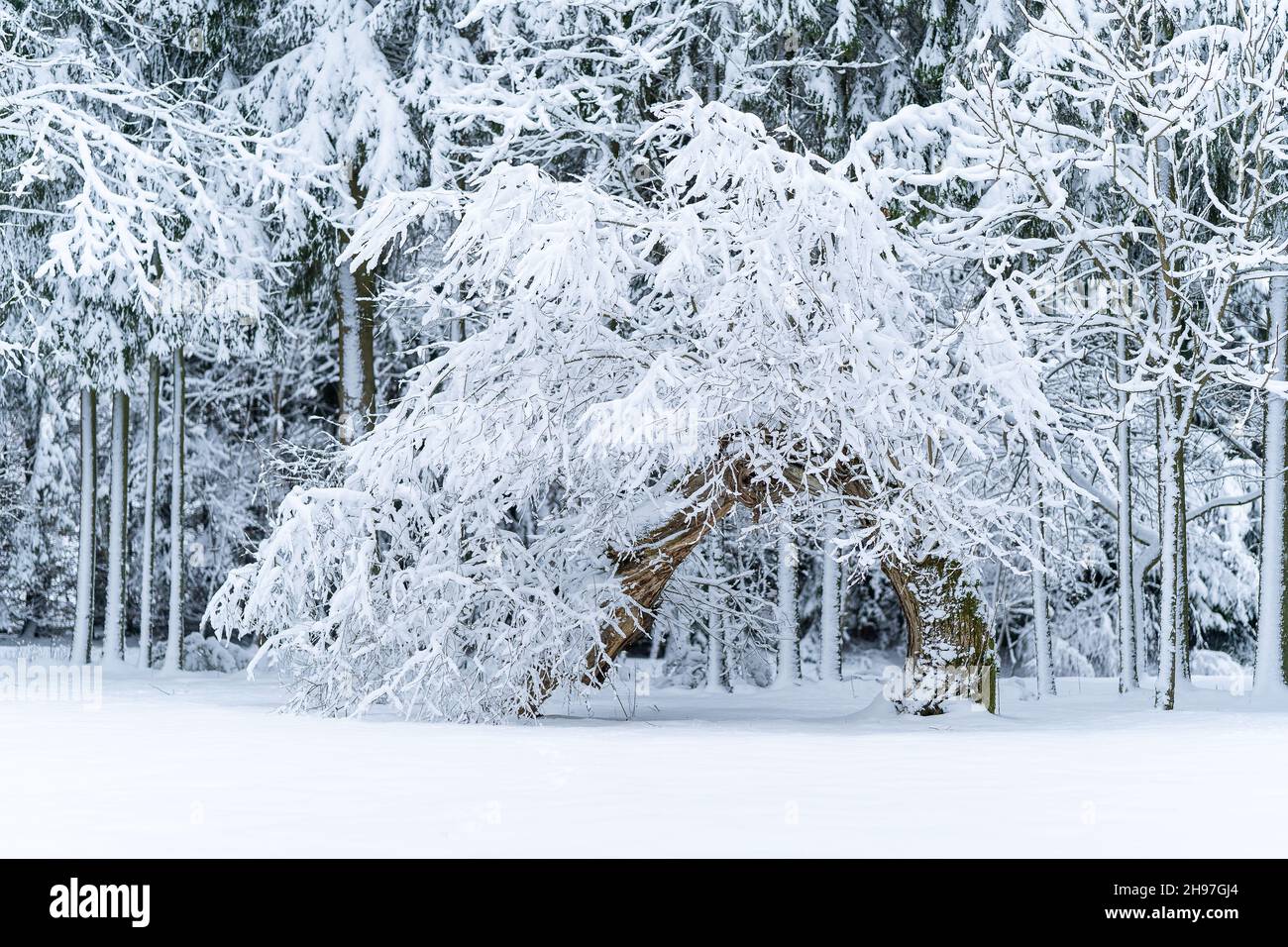 Winter background of trees and branches covered with snow Stock Photo ...