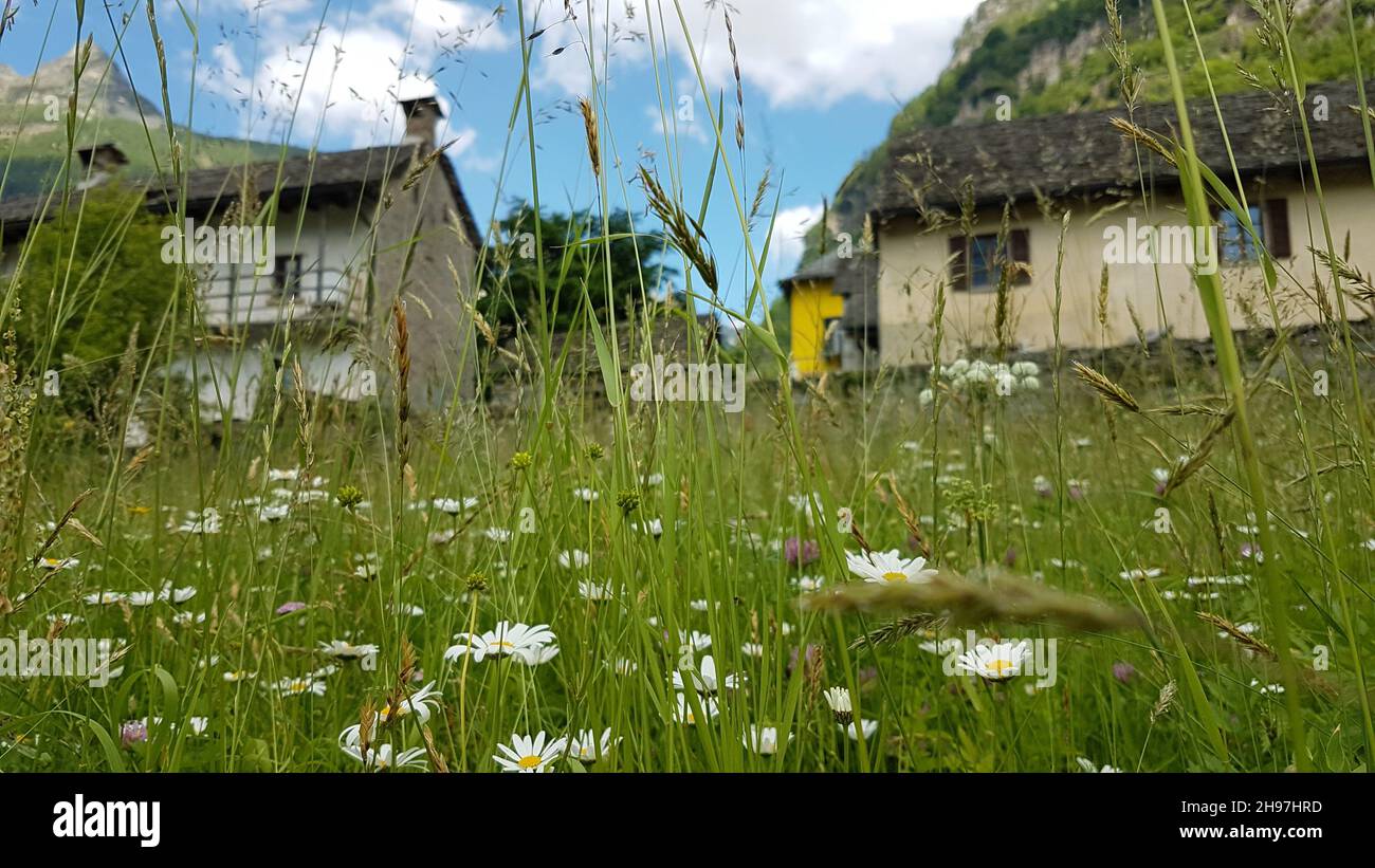 Sonogno, typical Ticino Village in Verzasca Valley, Switzerland with flower meadow. Stock Photo