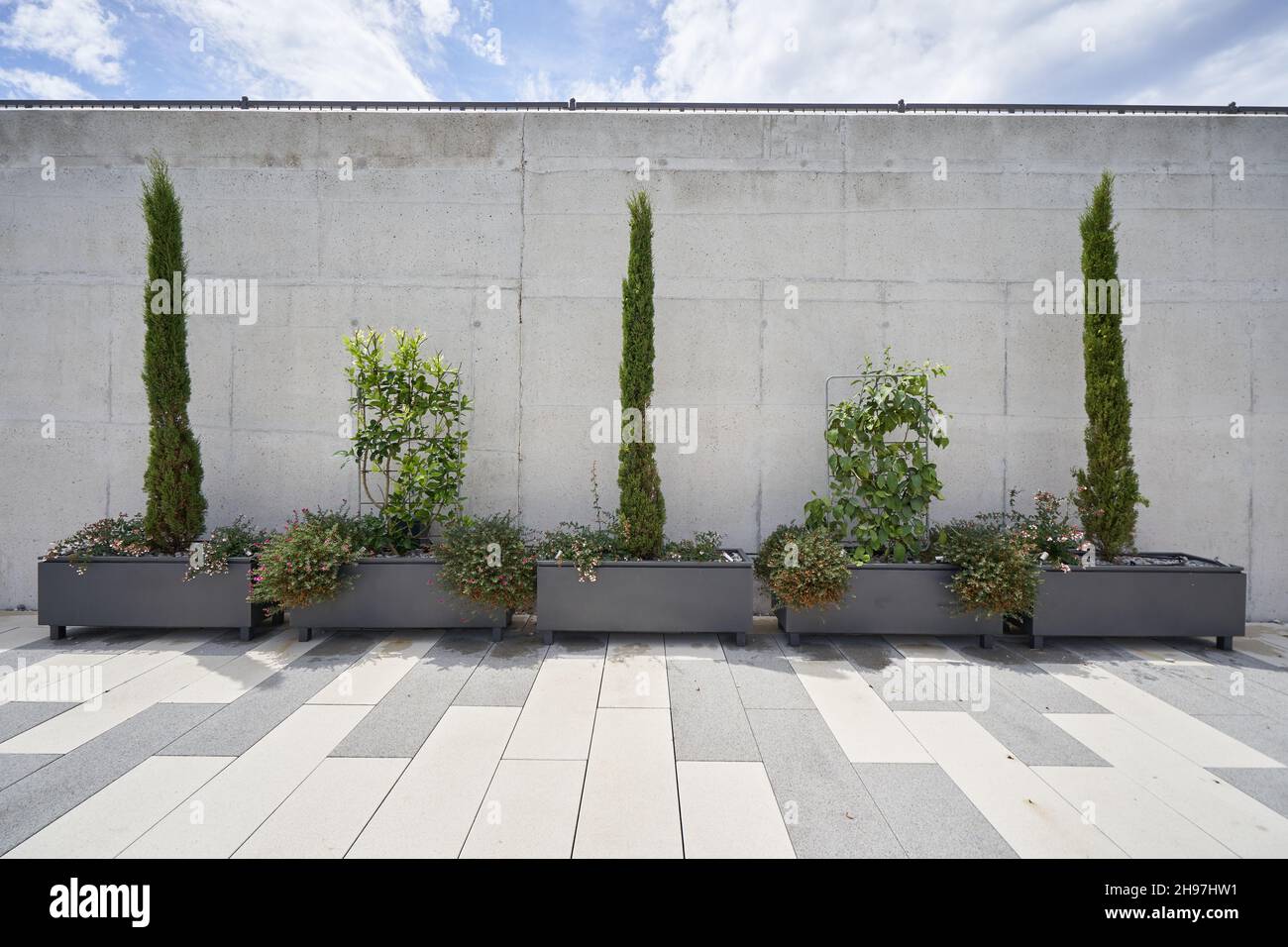Thuja and shrubs in large pots against the wall. Stock Photo