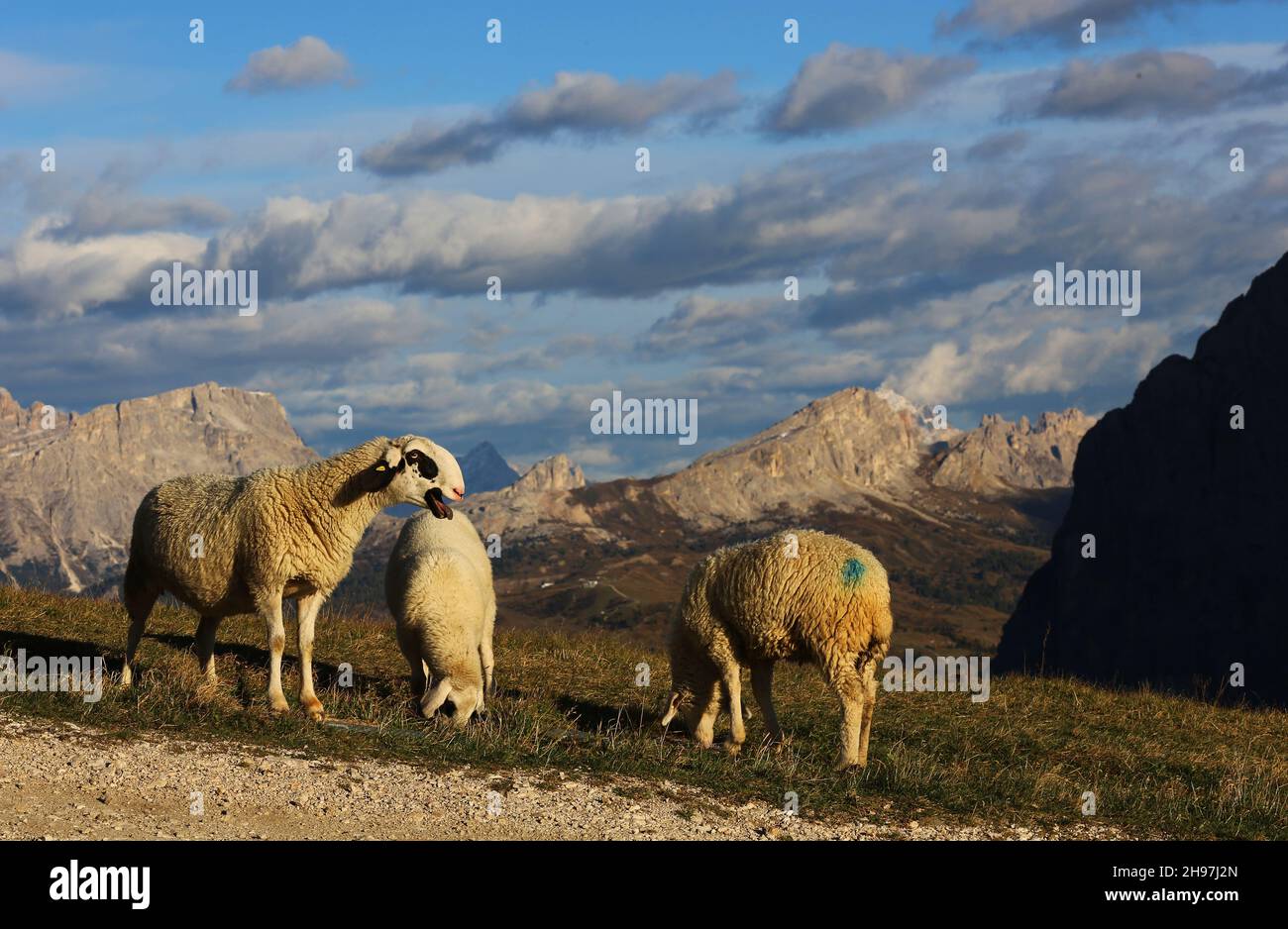 Schafe auf der Weide, Dolomiten, Dolomiti, Trentino, Südtirol, Italien,  Berge mit Schafen am Alpenpass Grödnerjoch Stock Photo