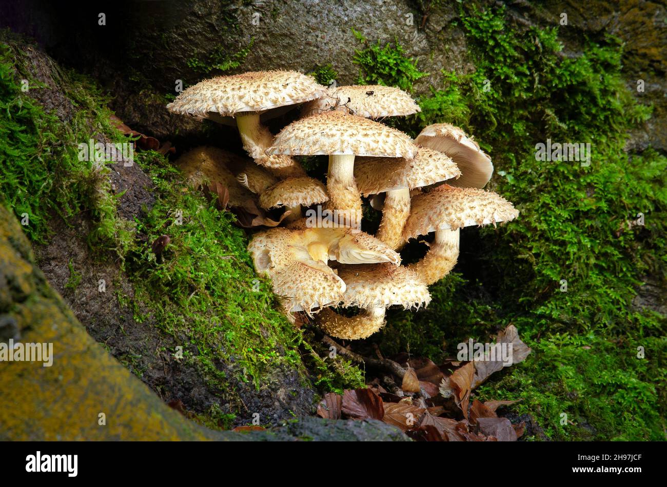 A group of mushrooms, fungi, growing out of a tree and surrounded by lichen Stock Photo