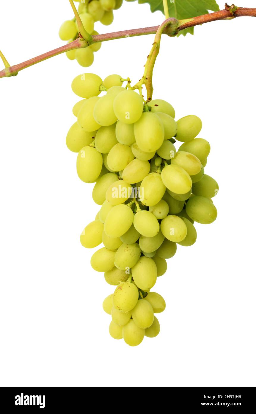 Green grapes on vine isolated on white background Stock Photo Alamy