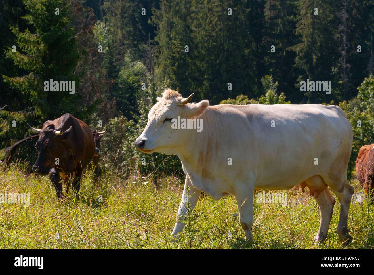 cow cattle on the grassy hillside meadow. rural landscape in summer. countryside scenery with pasture near the forest. concept of sustainability in ag Stock Photo