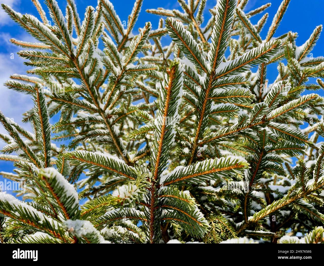 Low angel view of snow covered pine tree branches. Stock Photo