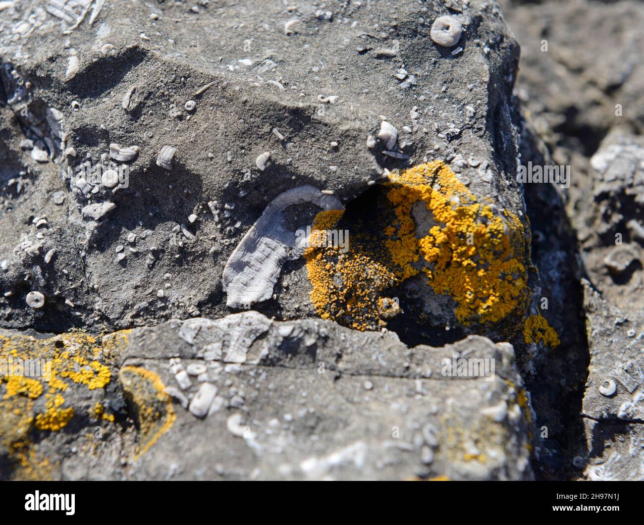 Carboniferous limestone rocks at Friars Point on Barry Island, Wales, UK Stock Photo