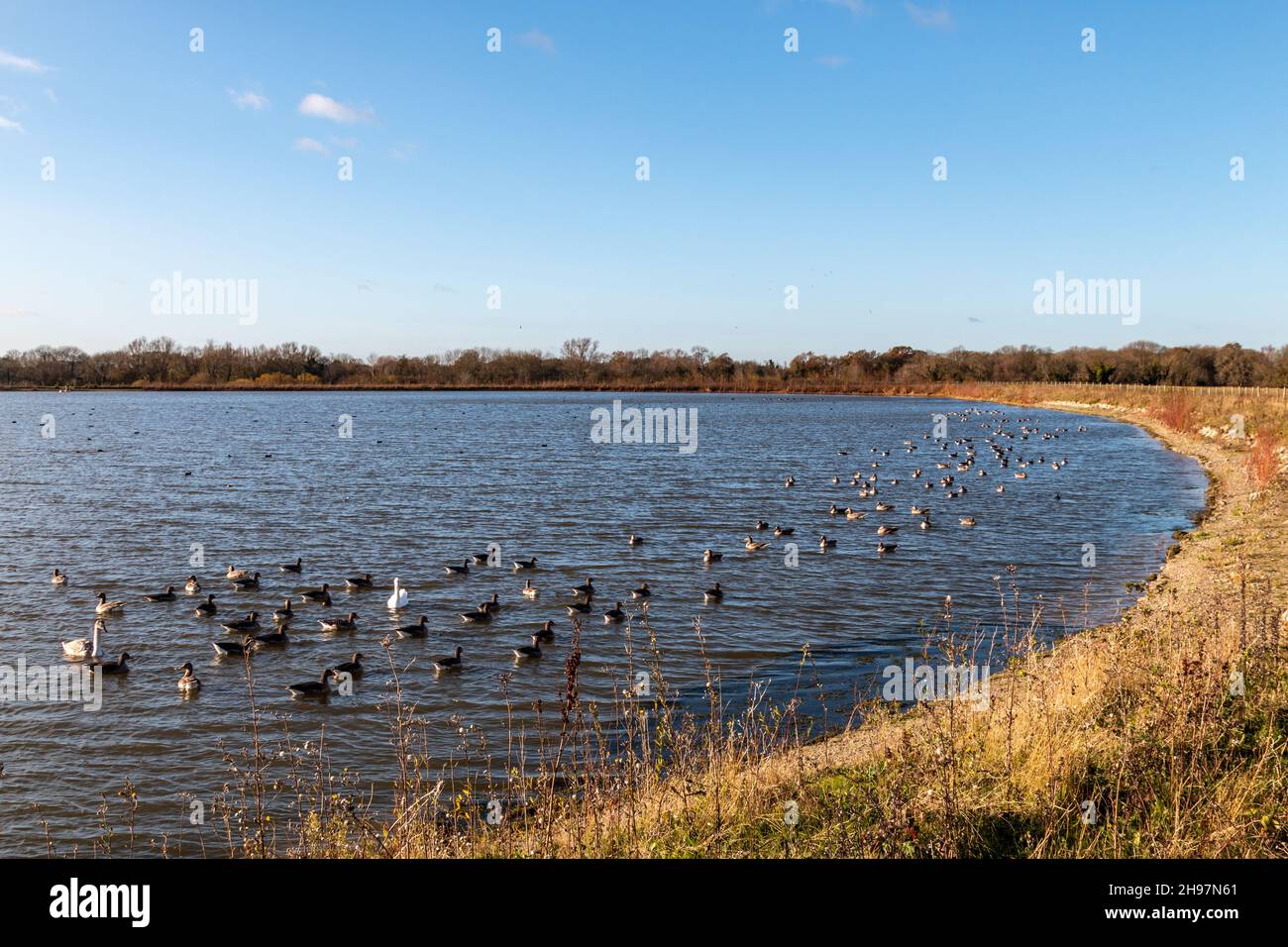 Wild birds on the Dernfold Reservoir, Stapleford, Cambridgeshire, UK