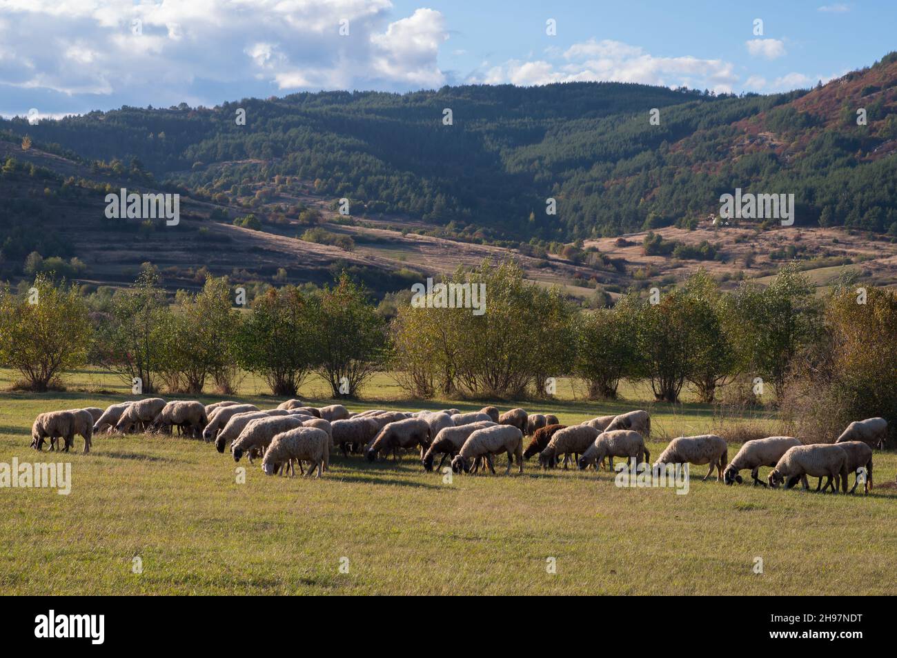livestock breeding. Sheeps in a meadow in the mountains Stock Photo