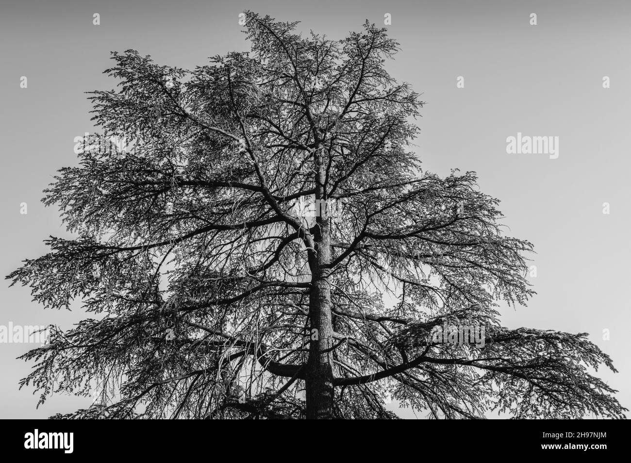 Scenic view of a branchy tree against the sky. Tbilisi Botanical Garden. Georgia. Black and white. Stock Photo