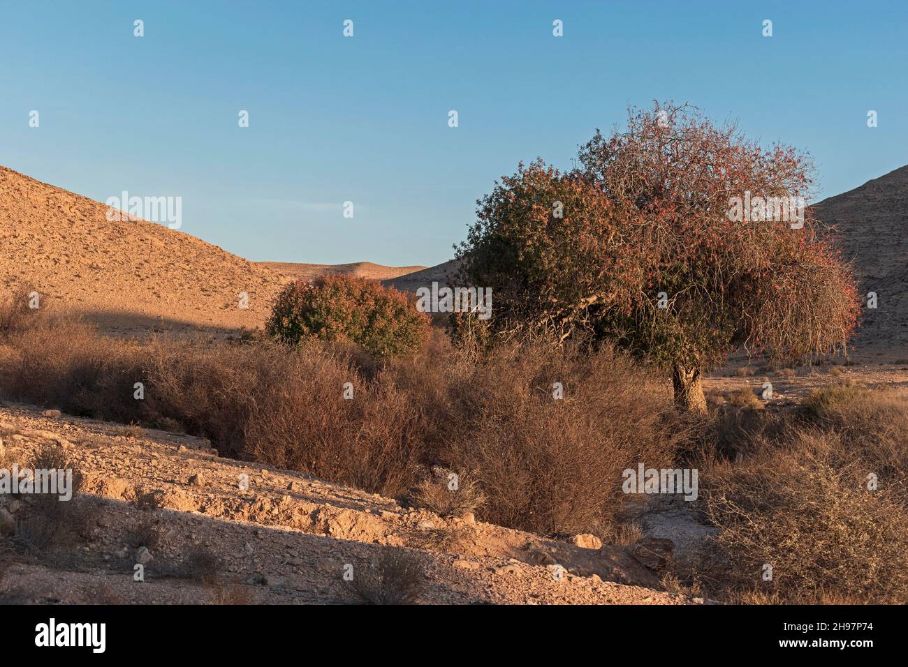 two Atlantic pistachio Pistacia atlantica trees in autumn in the wadi lotz stream bed in the Negev Highlands in Israel at sunset with a blue sky backg Stock Photo