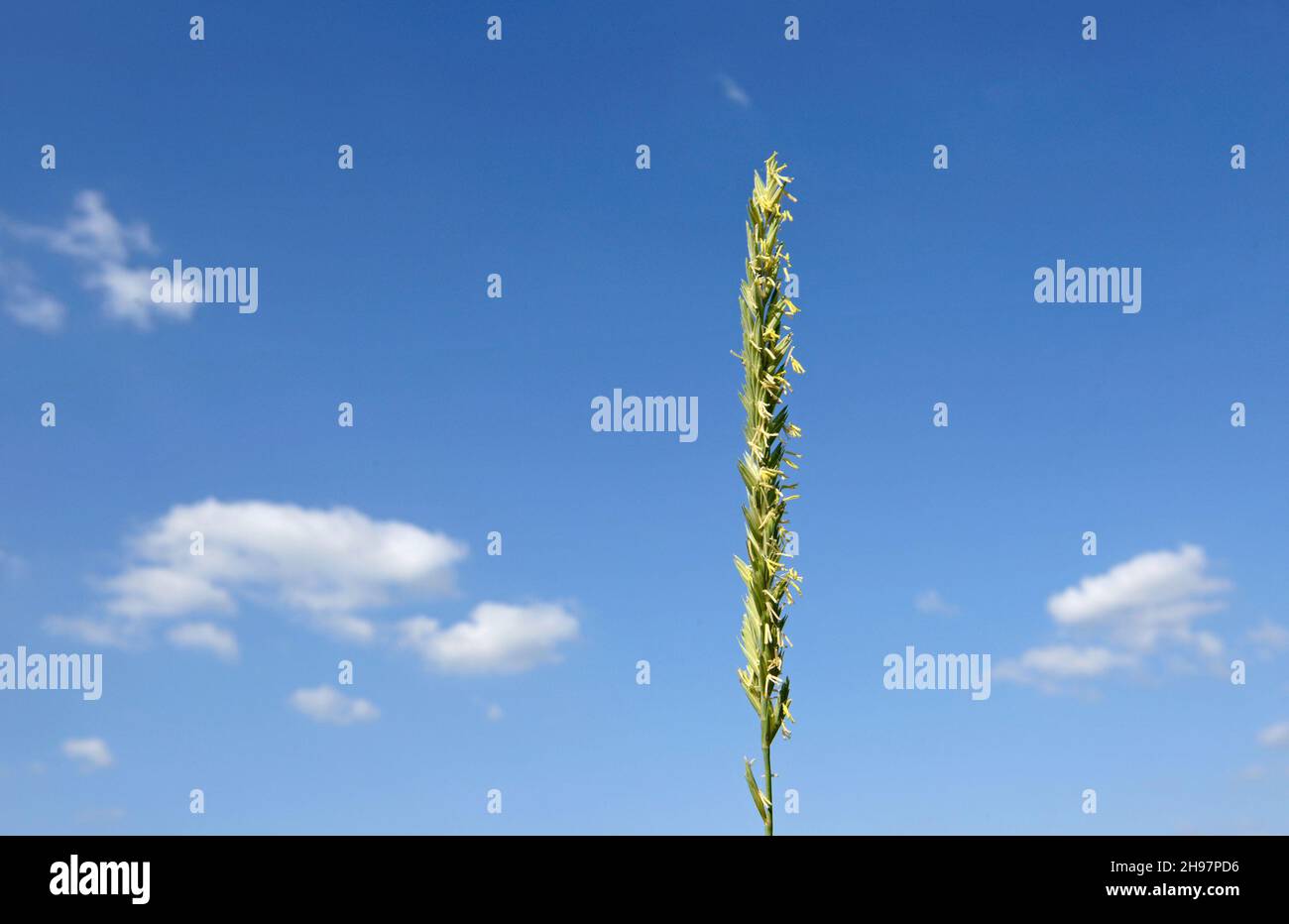 A single spike of grass flowers points up towards the blue sky in the Avon gorge, near Bristol, UK Stock Photo