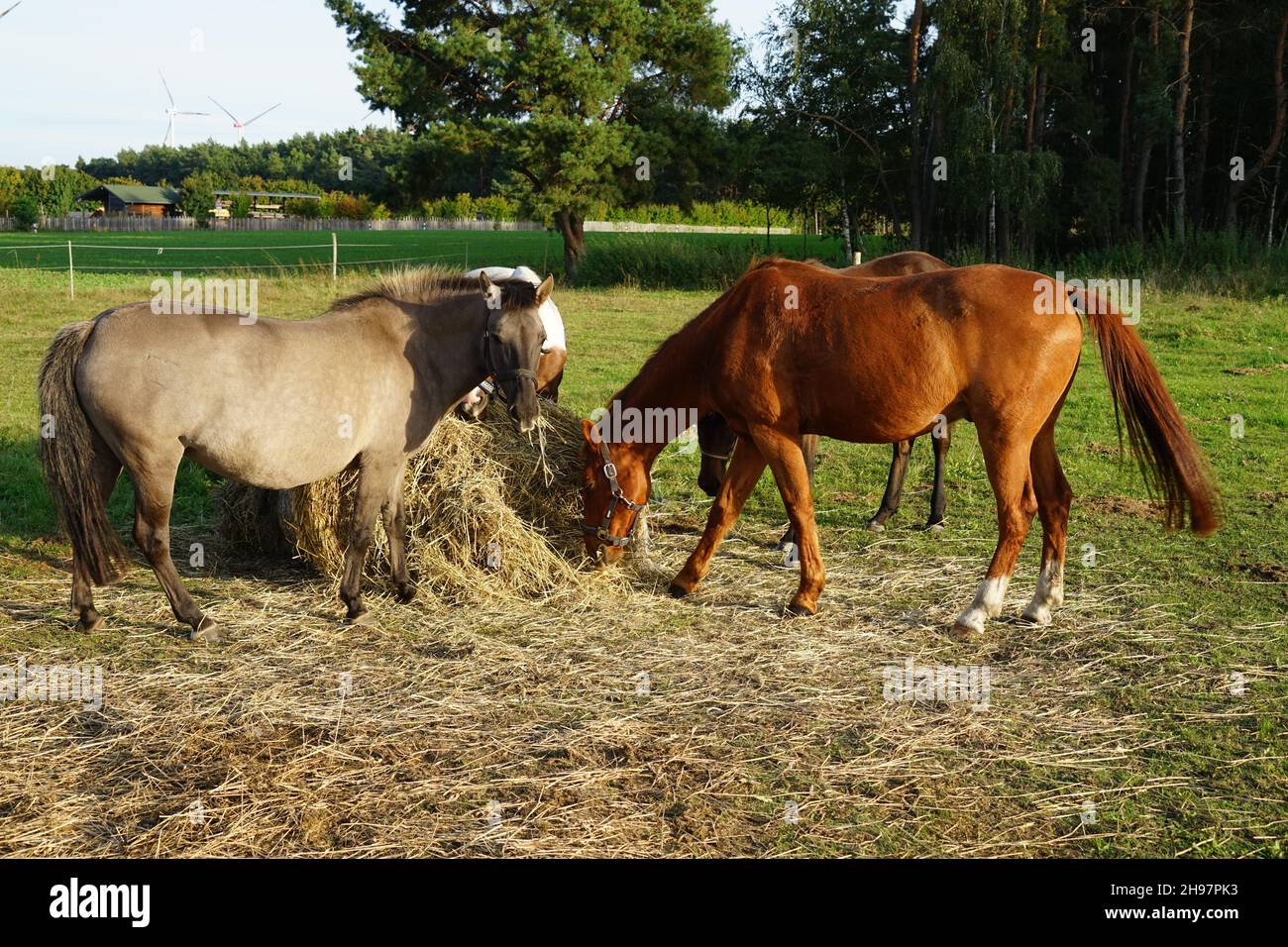 On a beautiful late summer day, horses eat hay from a bale of hay Stock