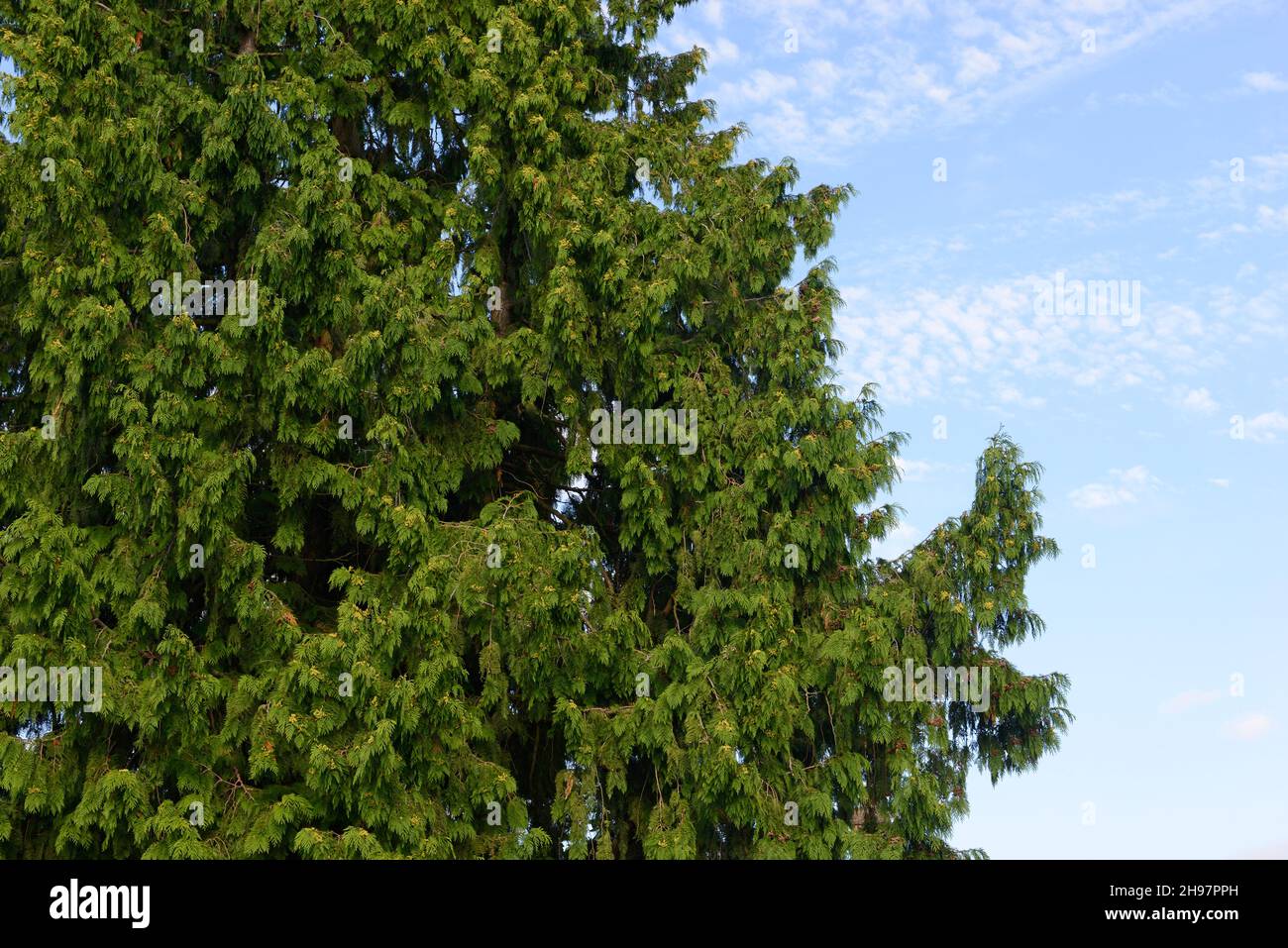 A conifer tree near St Albans cathedral, St Albans, UK Stock Photo