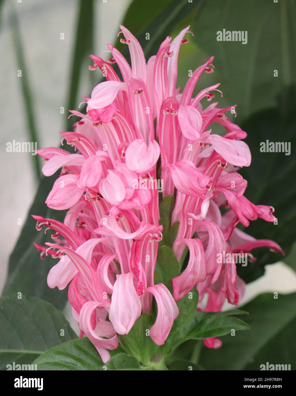 Justicia carnea, the Brazilian plume flower, Brazilian-plume, flamingo flower or jacobinia, is a flowering plant in the family Acanthaceae. Stock Photo