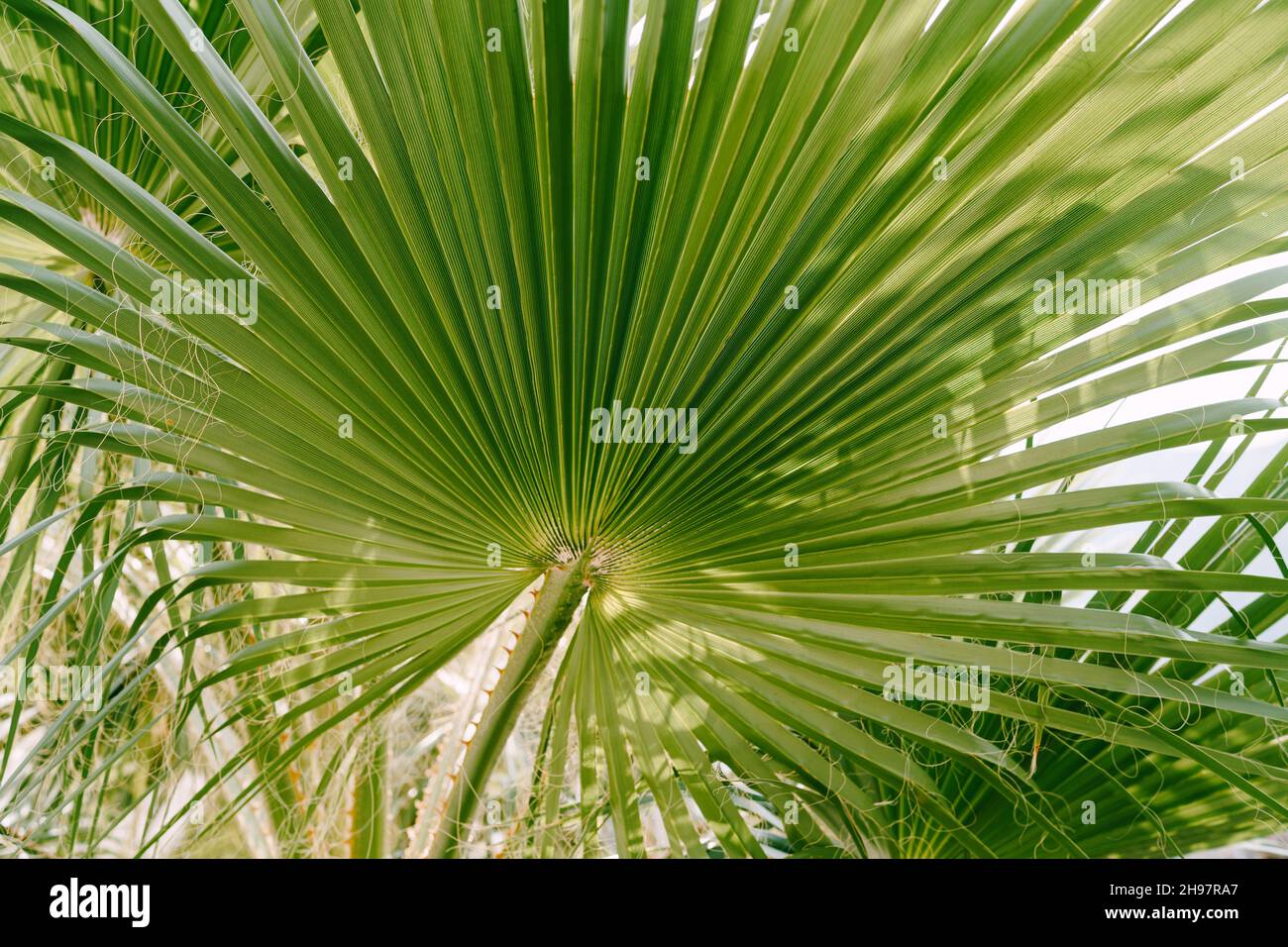 Green saber-shaped sabal palm leaf with threads Stock Photo