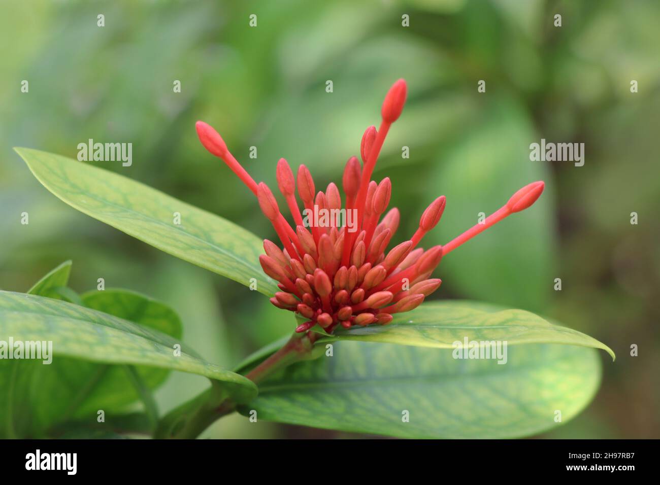 Ixora chinensis or Chinese ixora. Ixora flower red blooming in the garden beautiful nature green Stock Photo
