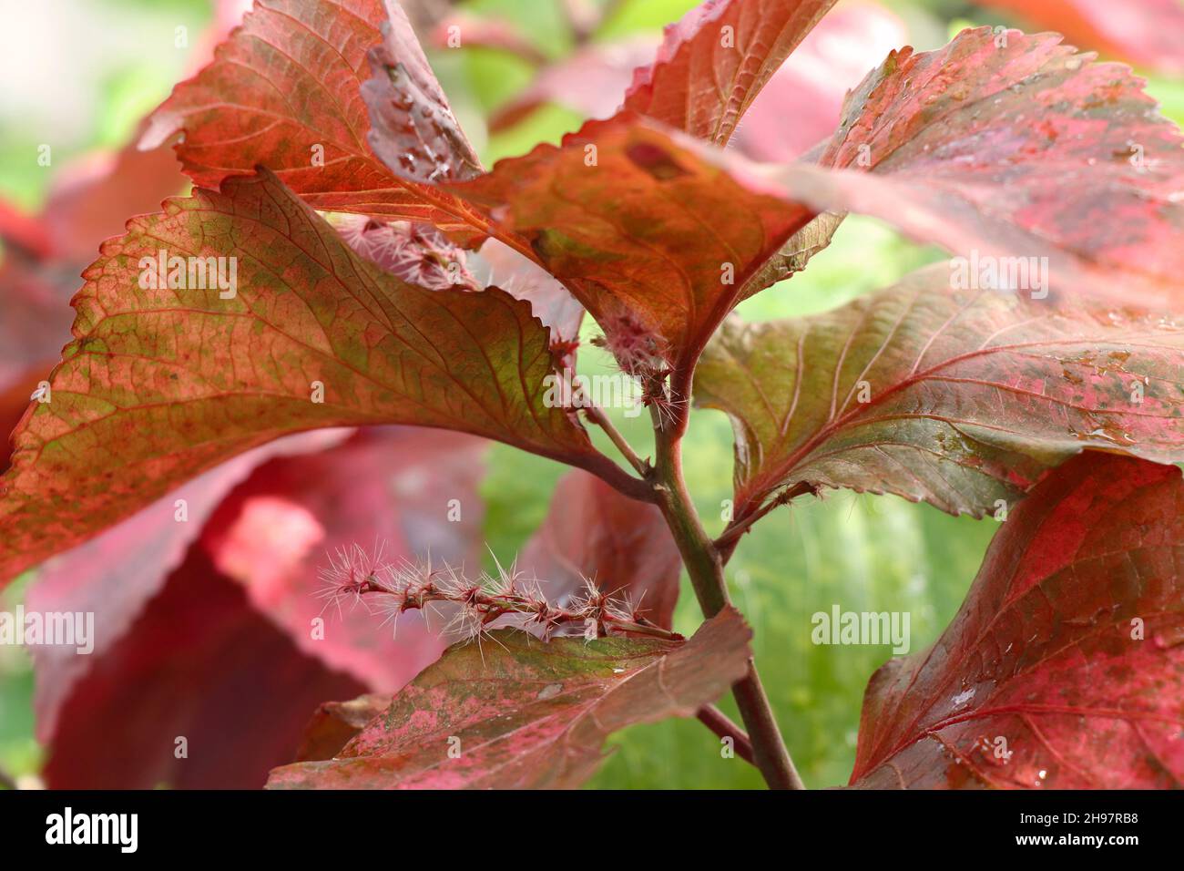 Leaves with the bloom of Acalypha wilkesiana Stock Photo