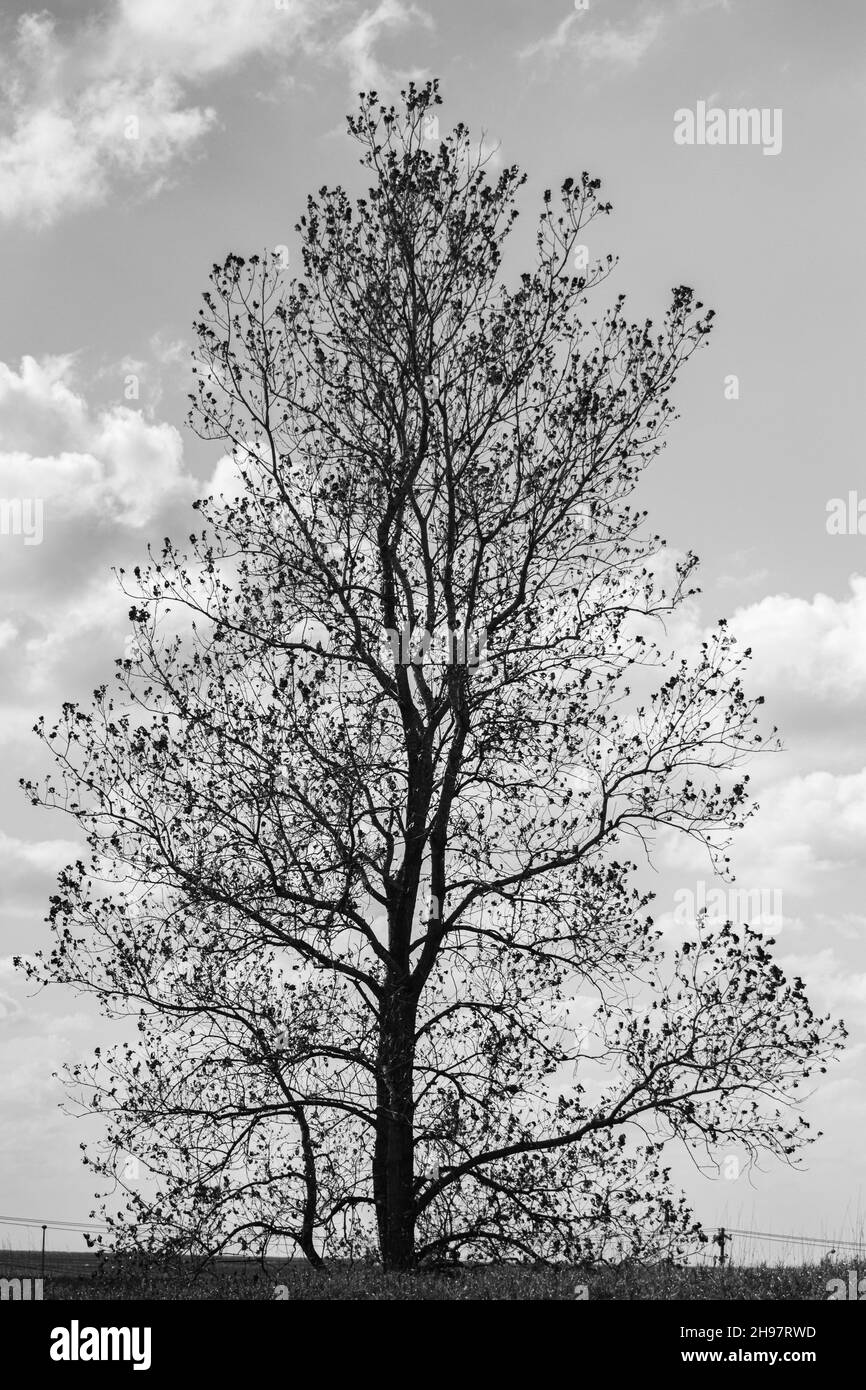 A silhouette of a tree against a cloudy sky Stock Photo - Alamy