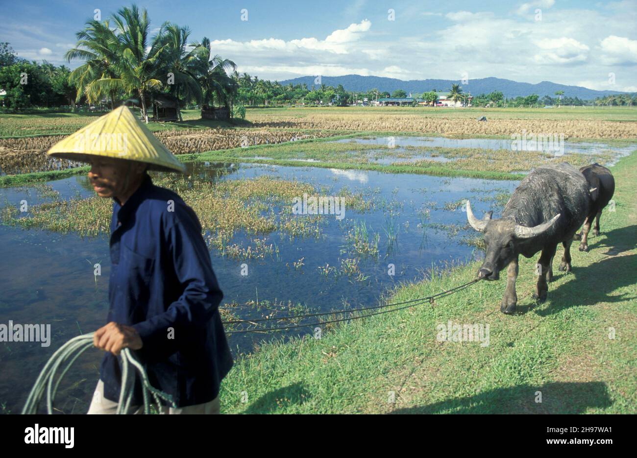 A Buffalo in a field at the Town of Kampung Lubok Buaya on the Island of Langkawi in Malaysia.  Malaysia, Langkawi, January, 2003 Stock Photo