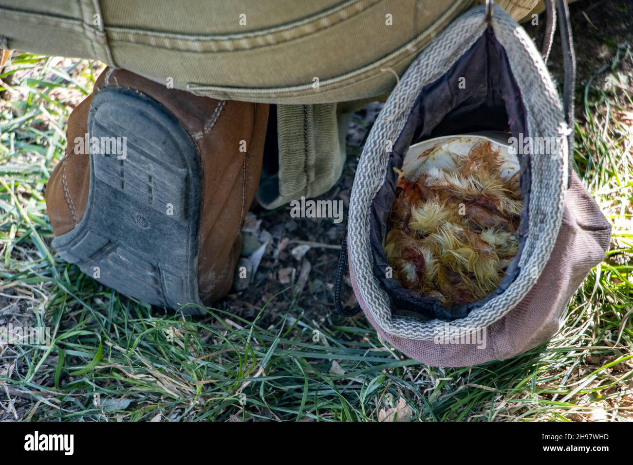 A bag full of feed for bird of prey, is hang on the clothes breeder Stock Photo