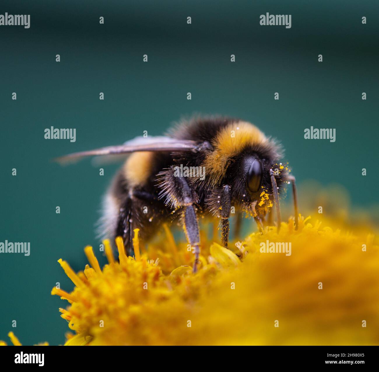 A selective focus shot of a bee sitting on a flower and collecting ...