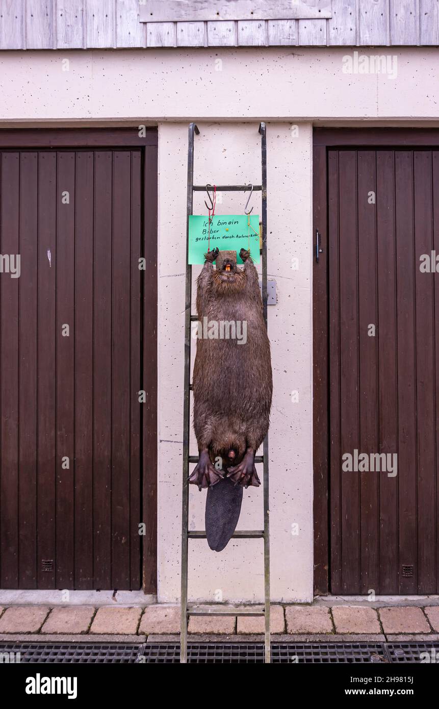 Bad Buchau, Baden-Württemberg, Germany: Dead beaver hung up for display, deterrence and reminder, victim of motor traffic. Stock Photo