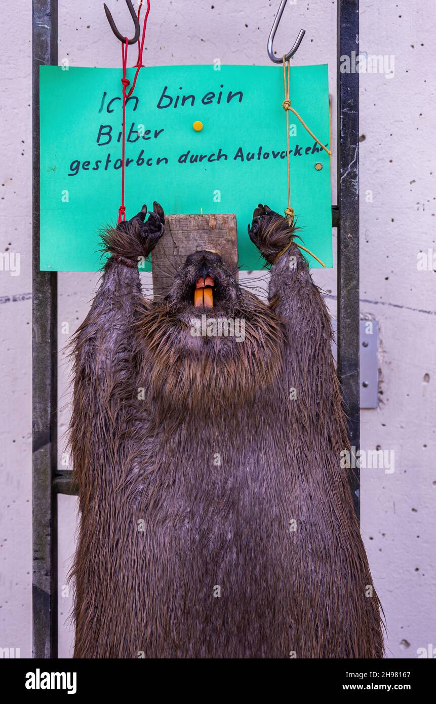 Bad Buchau, Baden-Württemberg, Germany: Dead beaver hung up for display, deterrence and reminder, victim of motor traffic. Stock Photo