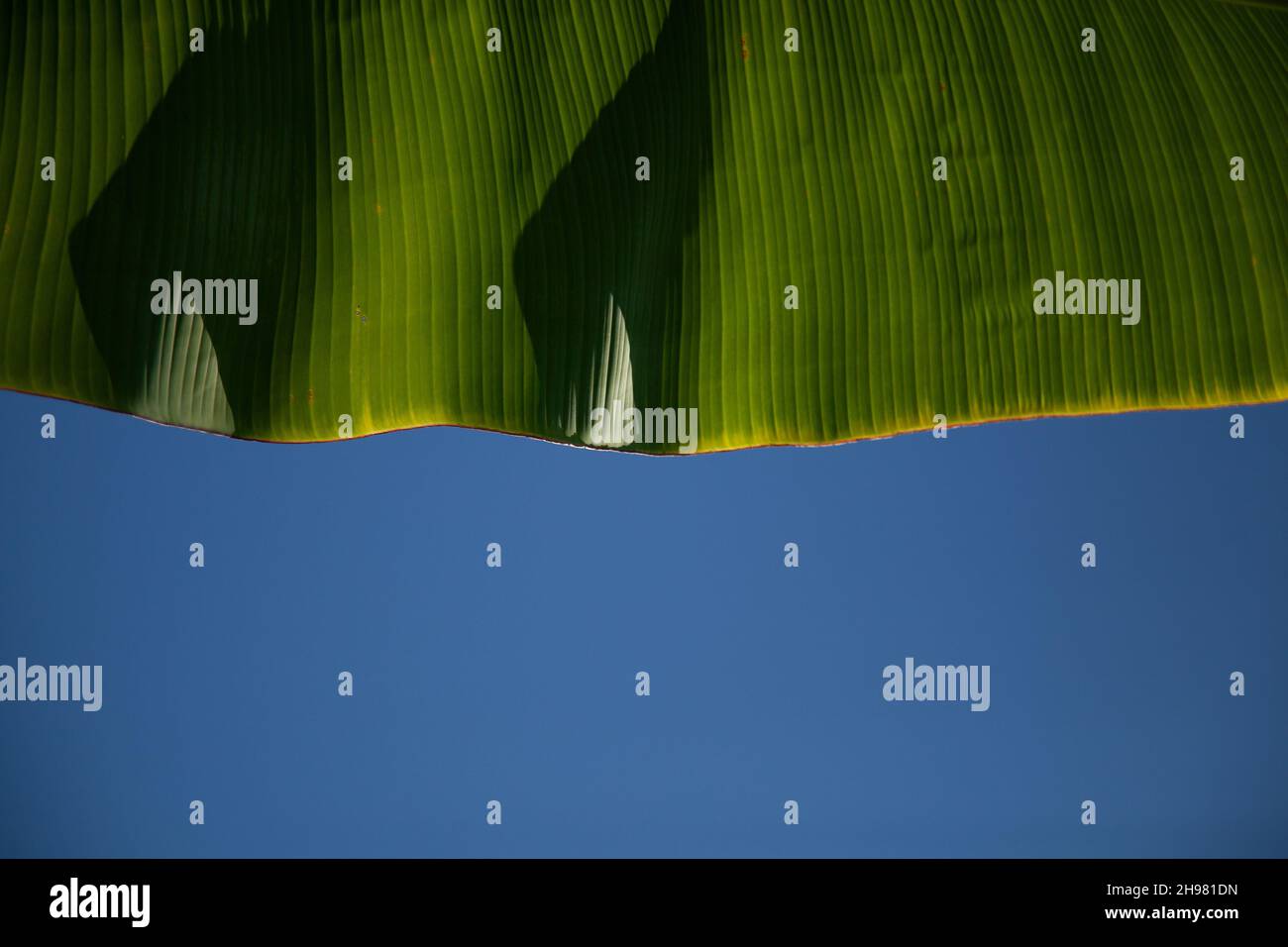 Closeup shot tree leaf hi-res stock photography and images - Alamy