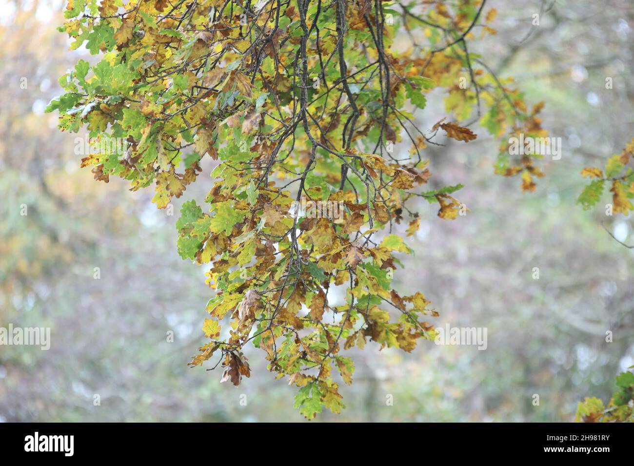 Branche of an oaktree in autumn colours as a close up Stock Photo
