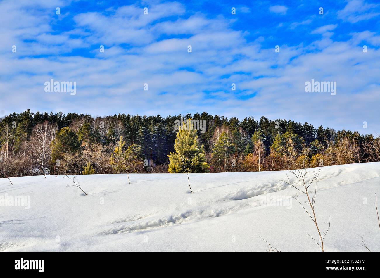 Pine forest on top of hill - winter landscape at sunny day with blue sky. Evergreen coniferous trees with sunlight illuminated. Fairy tale of winter n Stock Photo