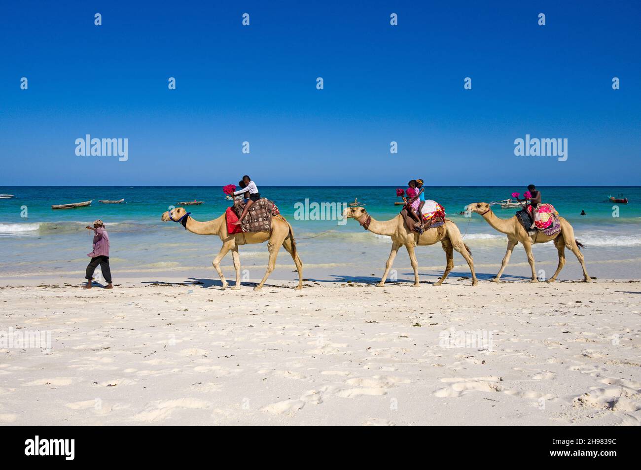 Kenyan children enjoying camel rides on three camels on the beach by the Indian ocean, Diani, Kenya Stock Photo