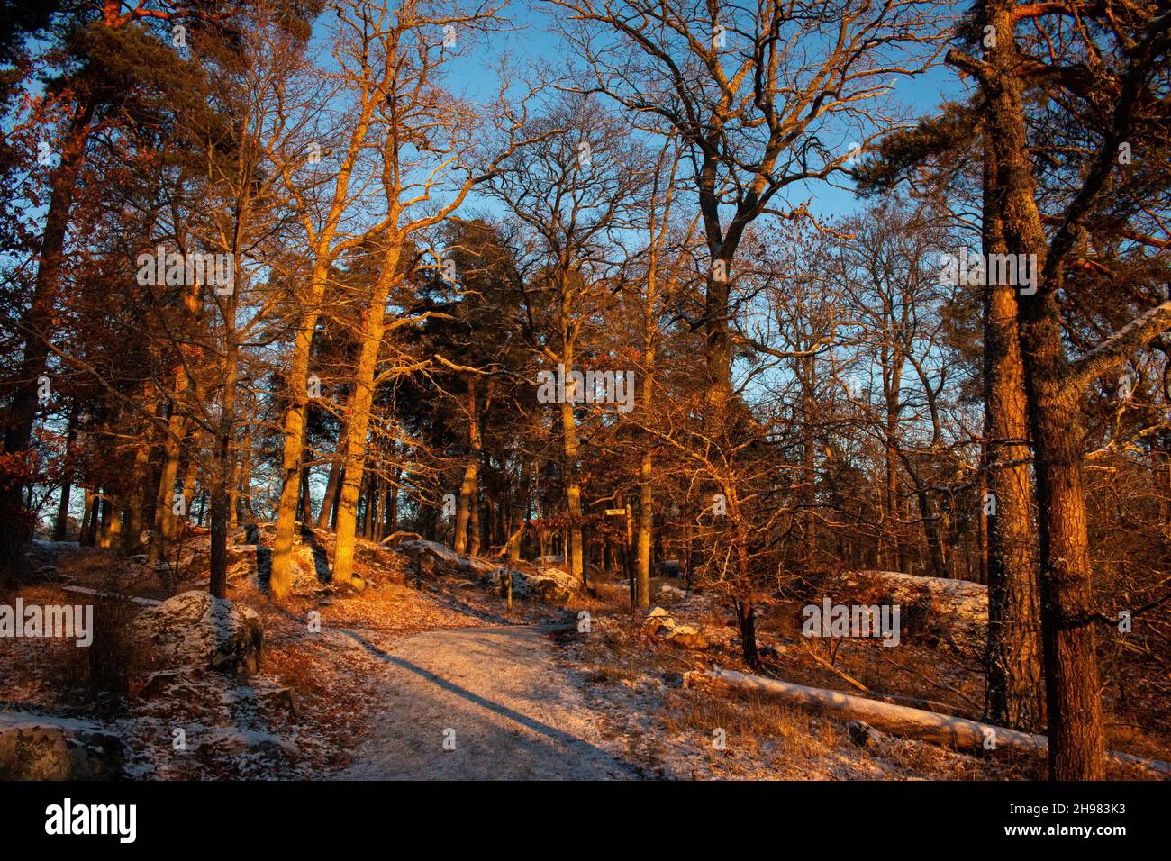 The walk near the Wiks Castle (or Viks castle) in low winter swedish sun, December 2021, Uppsala county, Sweden Stock Photo