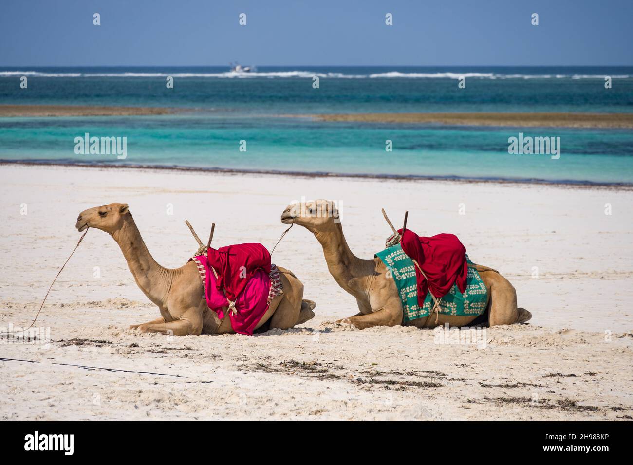 A pair of camels resting on white sand beach with Indian ocean in background, Diani, Kenya Stock Photo
