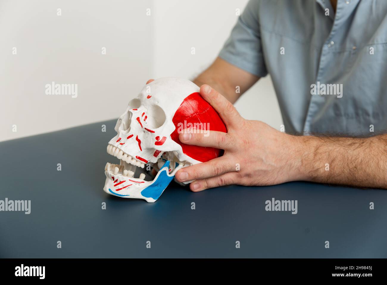 Doctor is holding a human skull in his hands. Professor studying human skeleton in lab. Skull model on the table in medical office for education Stock Photo