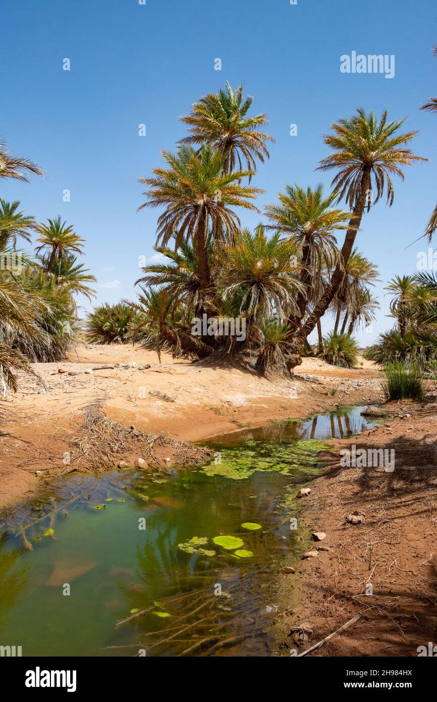 n the Sahara Desert in Morocco. An oasis near erg chebbi. Palm trees