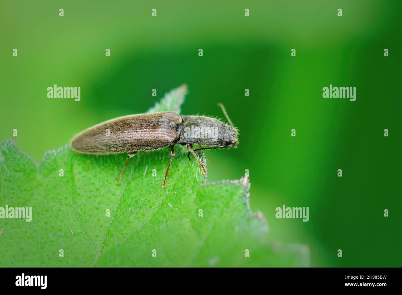 Closeup on a brown hairy clicking beetle, Athous haemorrhoidalis sitting on a green leaf in hte garden Stock Photo