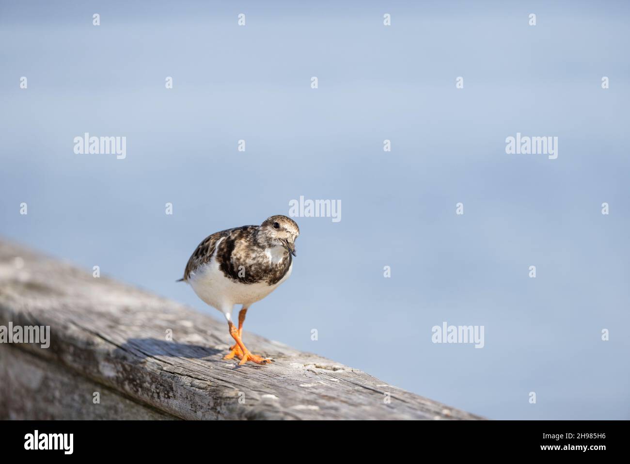 A close-up of a ruddy turnstone (Arenaria interpres) standing on the rail of a pier with a clean background. Stock Photo
